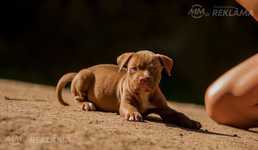 Iegādājieties amerikāņu pitbulterjera kucēnu Latvijā - MM.LV