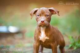 Pārdodu pitbullu kucēnus no suņu audzētavas Latvia - MM.LV