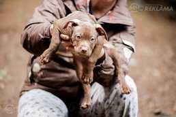 Pitbulu kucēni Latvija - MM.LV