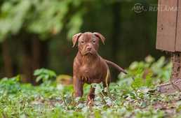 Pitbullu audzētava Latvija. Amerikāņu pitbulterjeru kucēni - MM.LV