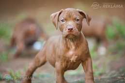 Amerikāņu pitbulterjera kucēni, 2 mēneši. pārdošanā - MM.LV