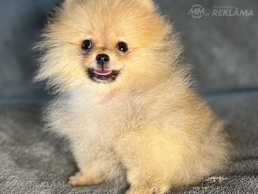 Померанский Шпиц - MM.LV
