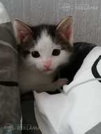 Котик Котик - MM.LV