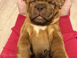 Bordo doga kucēni - MM.LV