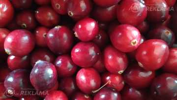 Продаю клюкву.Pārdodu dzērvenes Продаю клюкву.Pārdodu dzērvenes - MM.LV