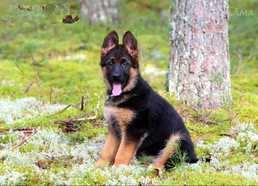 Vas kucēni. - MM.LV