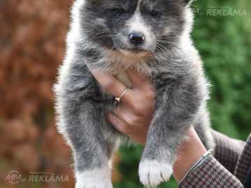 Japanese akita inu puppies Japanese akita inu puppies - MM.LV