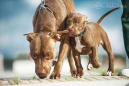 Pārdodu krāšņu amerikāņu pitbulterjera mātīti no importēta adījuma. La - MM.LV