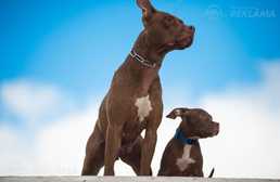 Pērk pitbula kucēnu Latvijā. - MM.LV