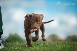 Pitbulu kucēni Latvijā, izpārdošana. - MM.LV