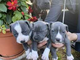 Американский стаффордширский терьер - MM.LV