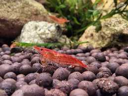 Pārdod neocaridina shrimp sarkanas Pārdod neocaridina shrimp sarkanas - MM.LV