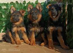 Щенки Немецкой Овчарки чепрачного окраса - MM.LV