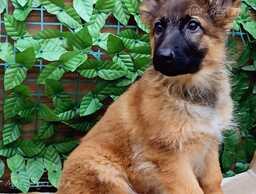 Щенки Немецкой Овчарки Зонарного окраса - MM.LV