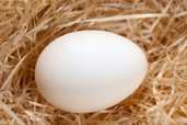 Chicken Broiler Hatching Eggs - MM.LV