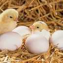 Chicken Broiler Hatching Eggs - MM.LV - 2