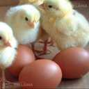 Chicken Broiler Hatching Eggs - MM.LV - 3
