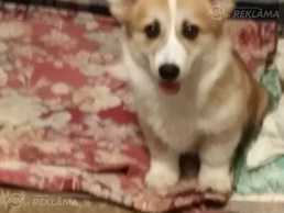 Появились щенки вельш корги пемброк - MM.LV