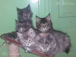 котята котята - MM.LV