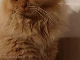 Британский кот Британский кот - MM.LV