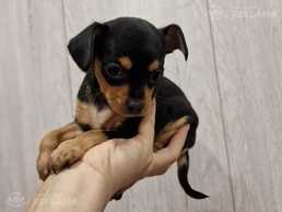 Pārdod kucēnus - MM.LV