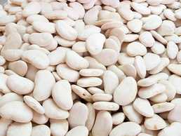 Beans from Ukrainian fields wholesale - MM.LV