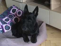 Скотчтерьер в Риге - MM.LV