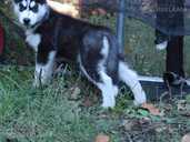 Siberian Husky puppies for sale. - MM.LV