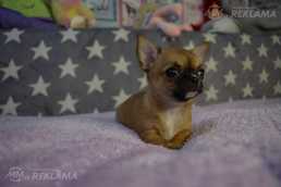 Щенки чихуахуа - MM.LV