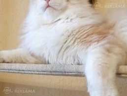 котёнок мейн кун котёнок мейн кун - MM.LV