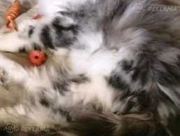 котёнок мейн кун котёнок мейн кун - MM.LV