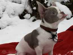 Чихуахуа - MM.LV