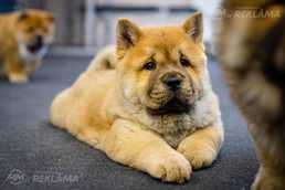 Породистые щенки Чау-Чау - MM.LV