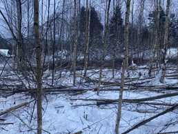 Kociņu retināšana. - MM.LV