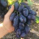 Саженцы винограда - MM.LV - 14