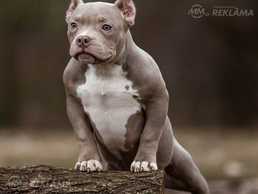Bully American Bully American - MM.LV