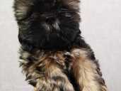 Purebred Shih Tzu puppies. - MM.LV