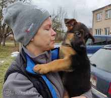 Продаю щенков немецких овчарок - MM.LV