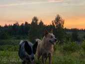 Australian cattle dog - MM.LV