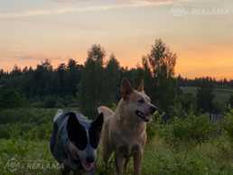 Australian cattle dog - MM.LV