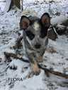 Australian cattle dog - MM.LV - 3