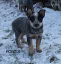 Australian cattle dog - MM.LV - 6