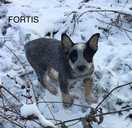 Australian cattle dog - MM.LV - 8