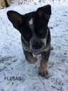 Australian cattle dog - MM.LV - 9