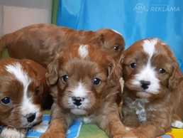 Мальтипу ф1 - MM.LV