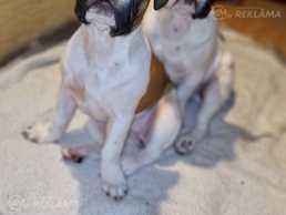 Французские бульдожки - MM.LV