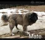 Kaukazu aitas kuceni un Vidusāzijas aitas suns - MM.LV - 7