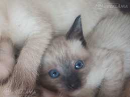 Сиамский котик Сиамский котик - MM.LV