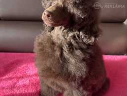 Miniature poodle - MM.LV