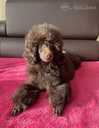 Miniature poodle - MM.LV - 3